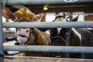 state-fair-cows