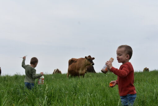 Organic Whole Chocolate Milk - Image 6